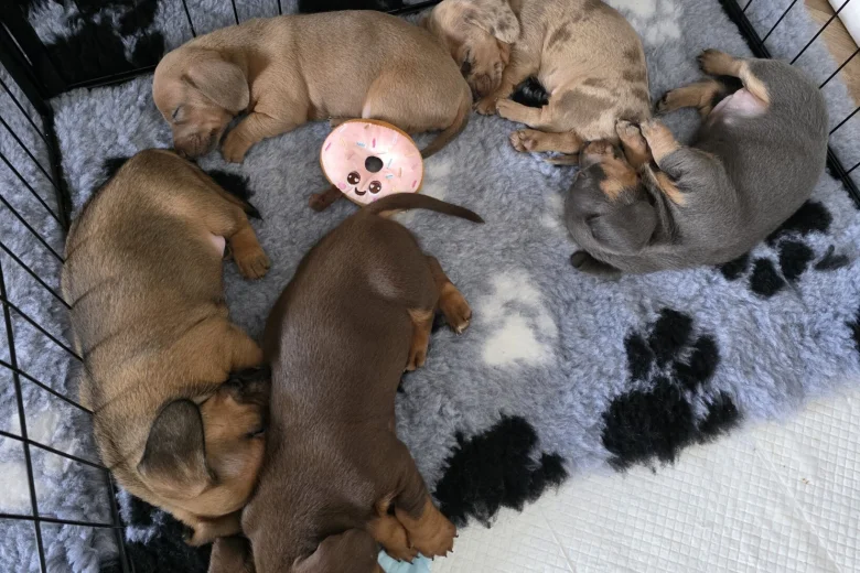 Dachshund (Miniature Smooth Haired)