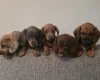 Dachshund (Miniature Smooth Haired)