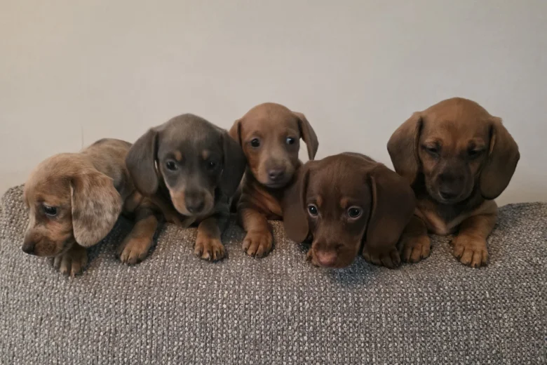 Dachshund (Miniature Smooth Haired)