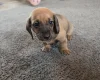 Dachshund (Miniature Smooth Haired)