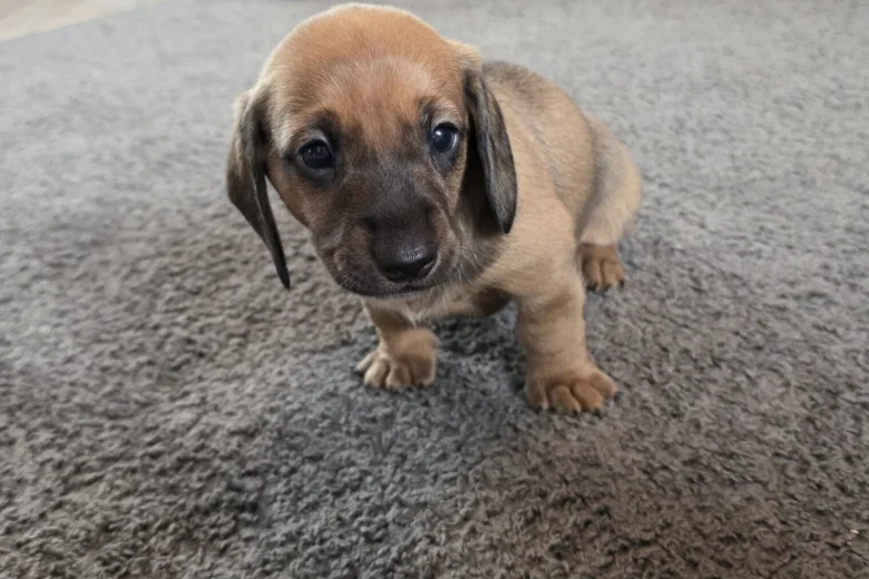 Dachshund (Miniature Smooth Haired)