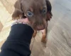 Dachshund (Miniature Smooth Haired)