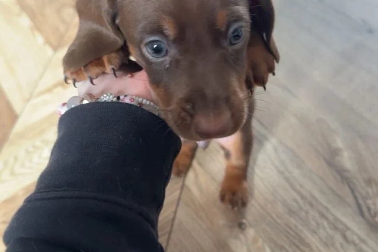 Dachshund (Miniature Smooth Haired)