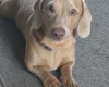 Dachshund (Miniature Smooth Haired)