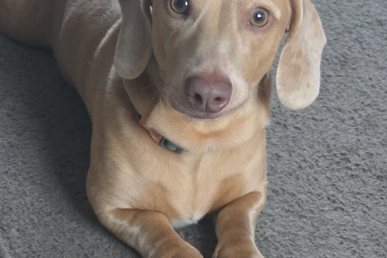 Dachshund (Miniature Smooth Haired)