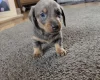 Dachshund (Miniature Smooth Haired)