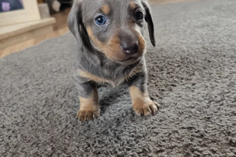Dachshund (Miniature Smooth Haired)