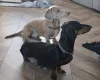 Dachshund (Miniature Smooth Haired)