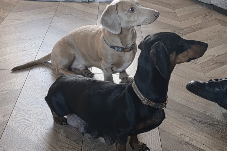 Dachshund (Miniature Smooth Haired)