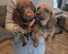 Dachshund (Miniature Smooth Haired)