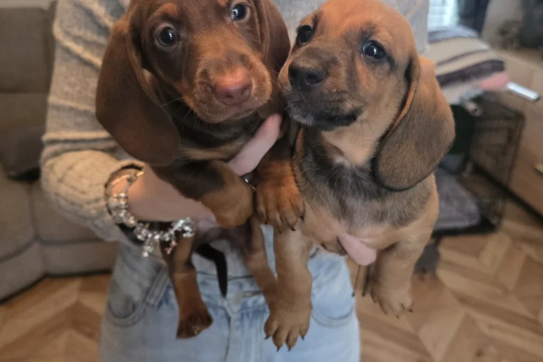 Dachshund (Miniature Smooth Haired)