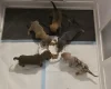 Dachshund (Miniature Smooth Haired)