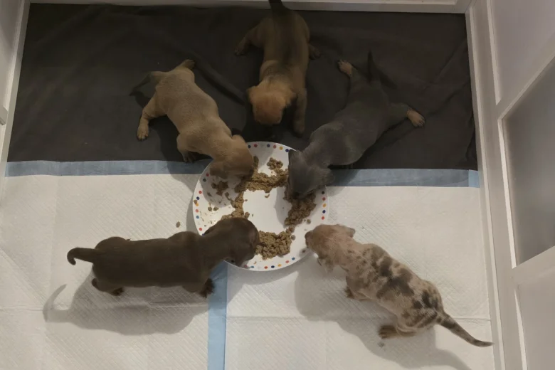 Dachshund (Miniature Smooth Haired)