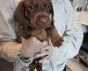 Dachshund (Miniature Smooth Haired)