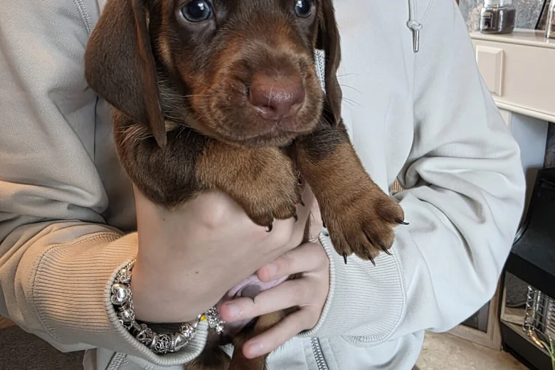 Dachshund (Miniature Smooth Haired)