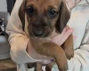 Dachshund (Miniature Smooth Haired)
