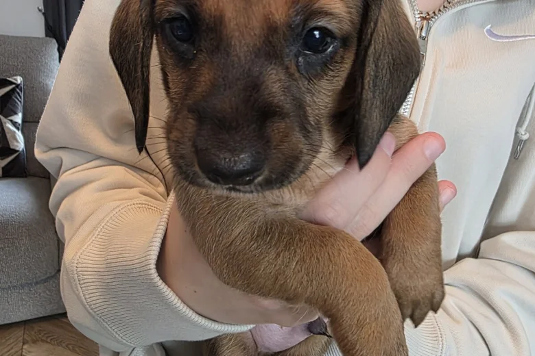 Dachshund (Miniature Smooth Haired)