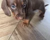 Dachshund (Miniature Smooth Haired)