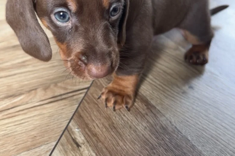 Dachshund (Miniature Smooth Haired)
