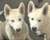 Alaskan Malamute