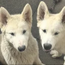 Alaskan Malamute
