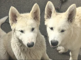 Alaskan Malamute
