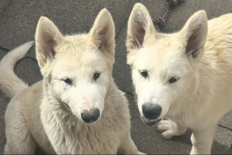 Alaskan Malamute