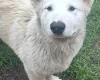 Alaskan Malamute