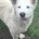 Alaskan Malamute