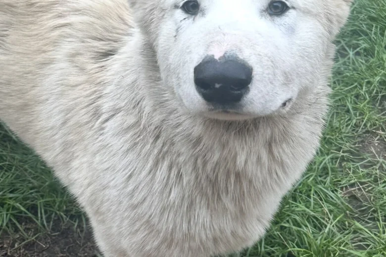 Alaskan Malamute