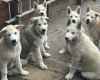 Alaskan Malamute
