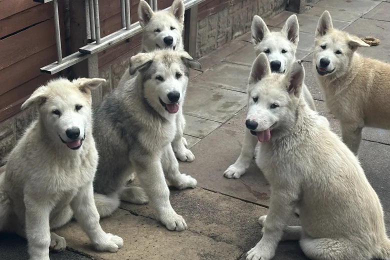 Alaskan Malamute