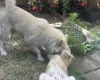 Alaskan Malamute