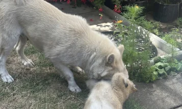 Alaskan Malamute