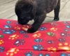 German Shepherd (Alsatian)