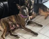 German Shepherd (Alsatian)