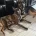 German Shepherd (Alsatian)