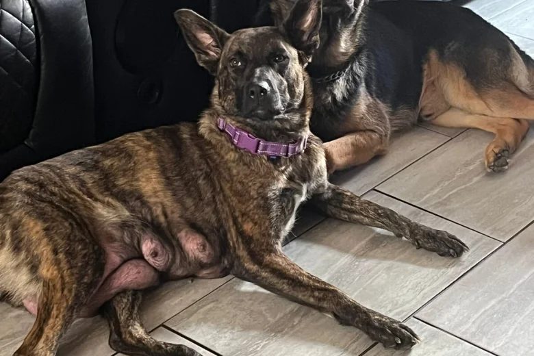 German Shepherd (Alsatian)
