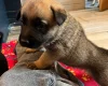 German Shepherd (Alsatian)