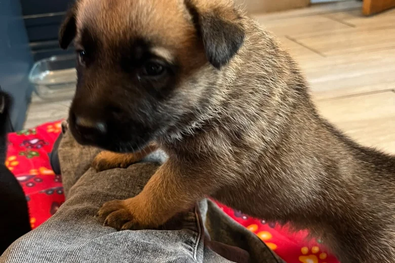 German Shepherd (Alsatian)