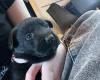 German Shepherd (Alsatian)
