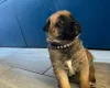 German Shepherd (Alsatian)
