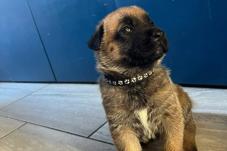 German Shepherd (Alsatian)