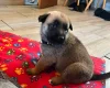 German Shepherd (Alsatian)
