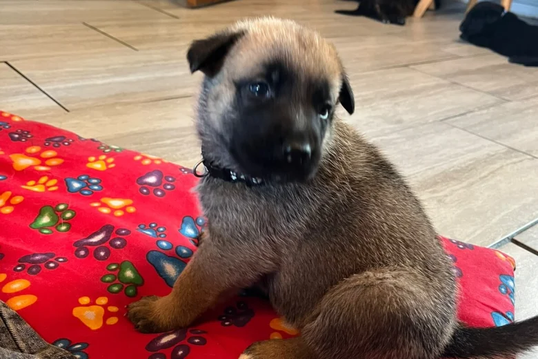 German Shepherd (Alsatian)