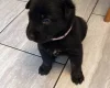 German Shepherd (Alsatian)