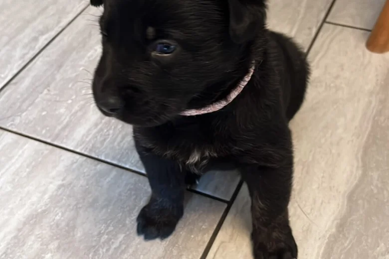 German Shepherd (Alsatian)