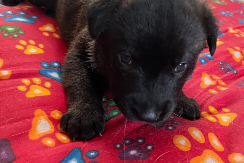 German Shepherd (Alsatian)