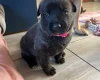 German Shepherd (Alsatian)
