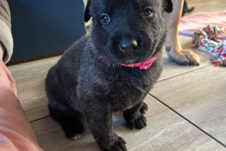 German Shepherd (Alsatian)